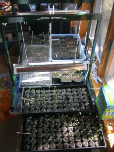 Seed starting equipment