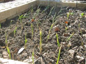 Onions in the dirt
