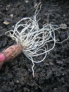 An onion root