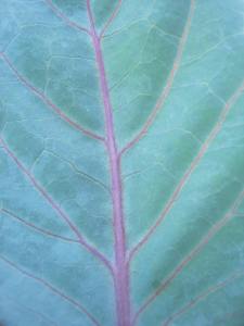 A cabbage leaf