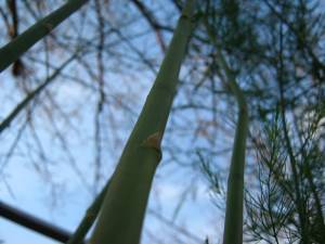 Asparagus stalk