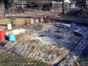The poor garden.  I think we need to pull those okra plants up. 