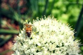 Mr. Bee decided to let me take his photograph. ;)