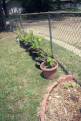 A row of raspberry pots!